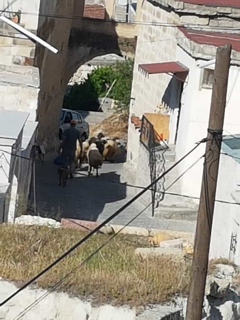 Sheep in Göreme street