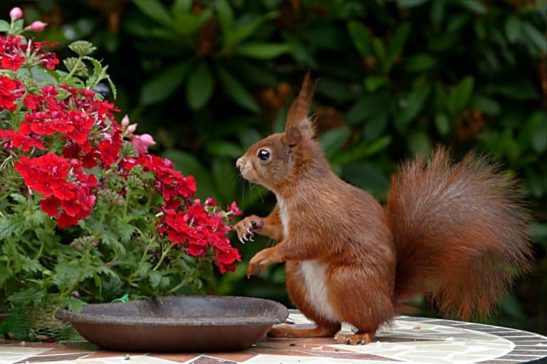 Squirrel Dargle Forest #bestthingstodomidlands