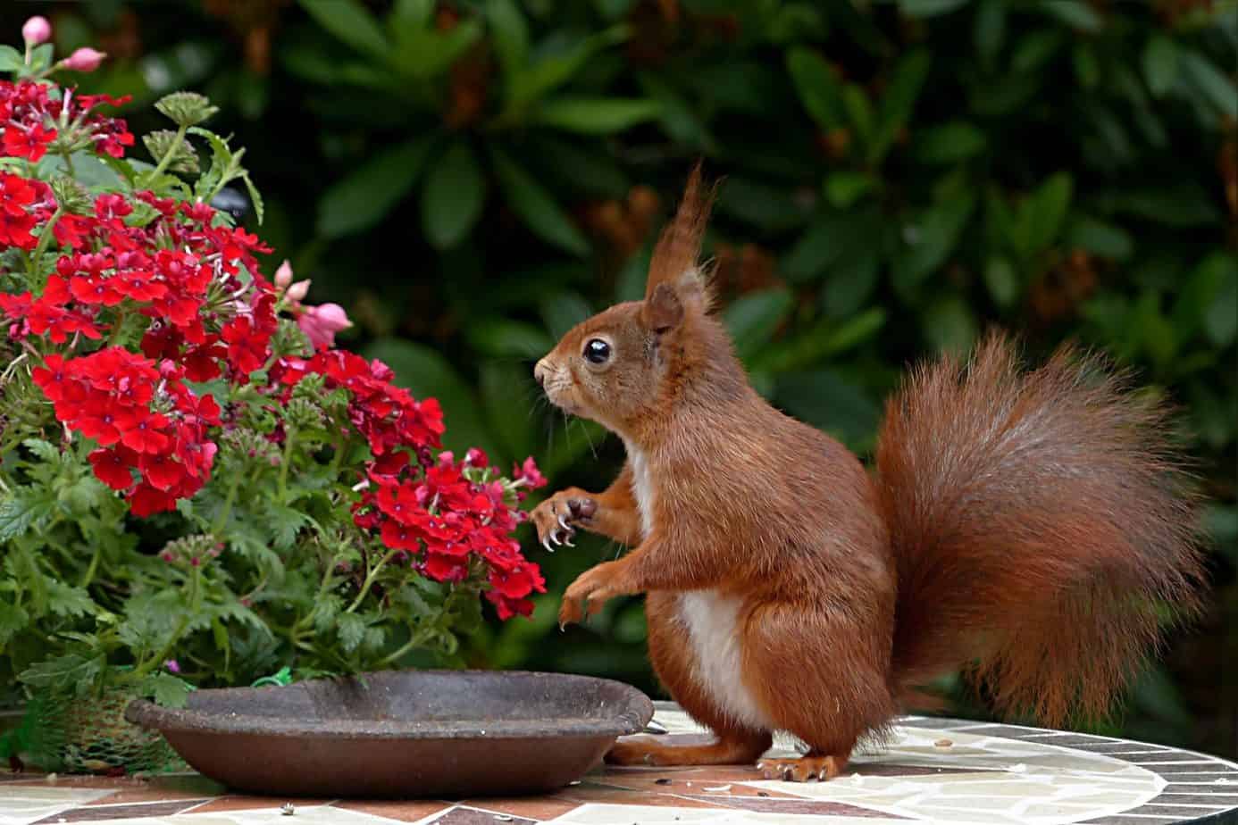 Squirrel Dargle Forest #bestthingstodomidlands