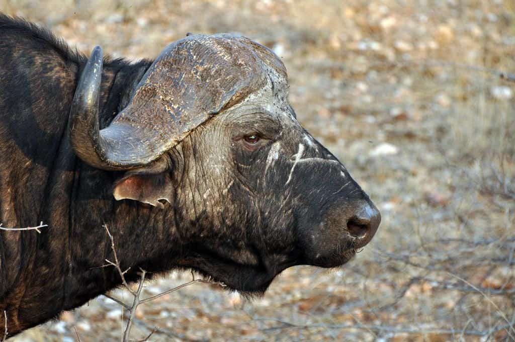 Buffalo at Dinokeng Lodge in the Dinokeng Nature Reserve