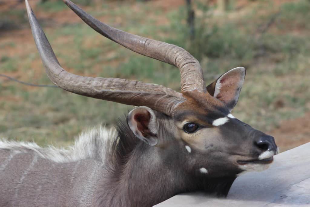 Waterbuck at Ngala Game reserve