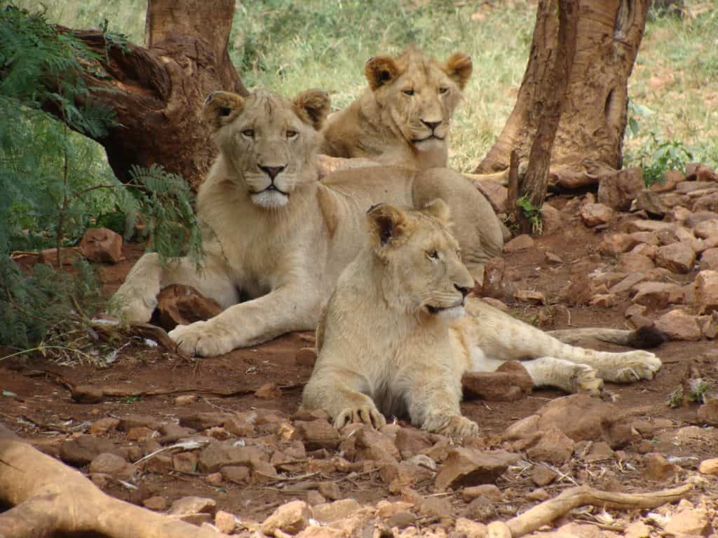 Lions Dinokeng Game reserve Dinokeng resort