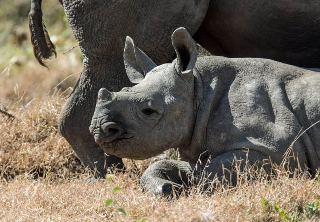 Rhino mother and calf at Dinokeng resort