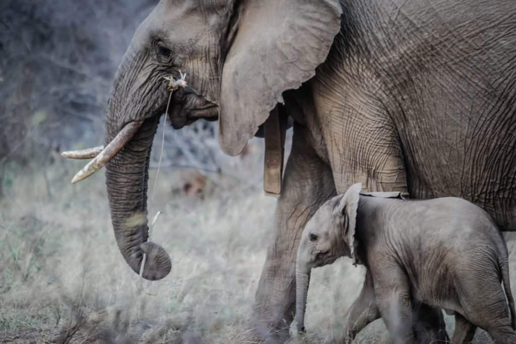 Elephants Mother and calf at Dinokeng Resort and Game reserves Gauteng