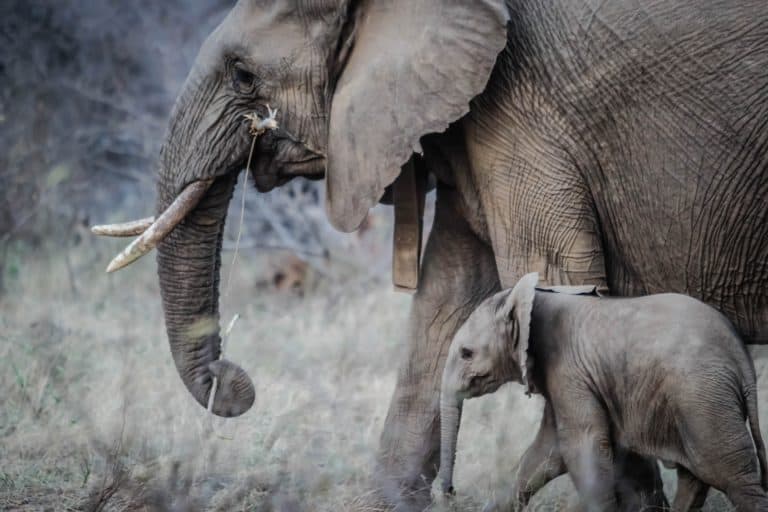 Elephants Mother and calf at Dinokeng Resort and Game reserves Gauteng