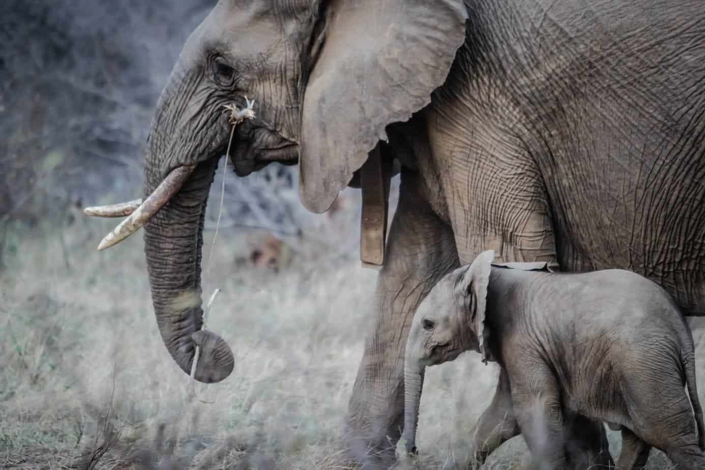 Elephants Mother and calf at Dinokeng Resort and Game reserves Gauteng