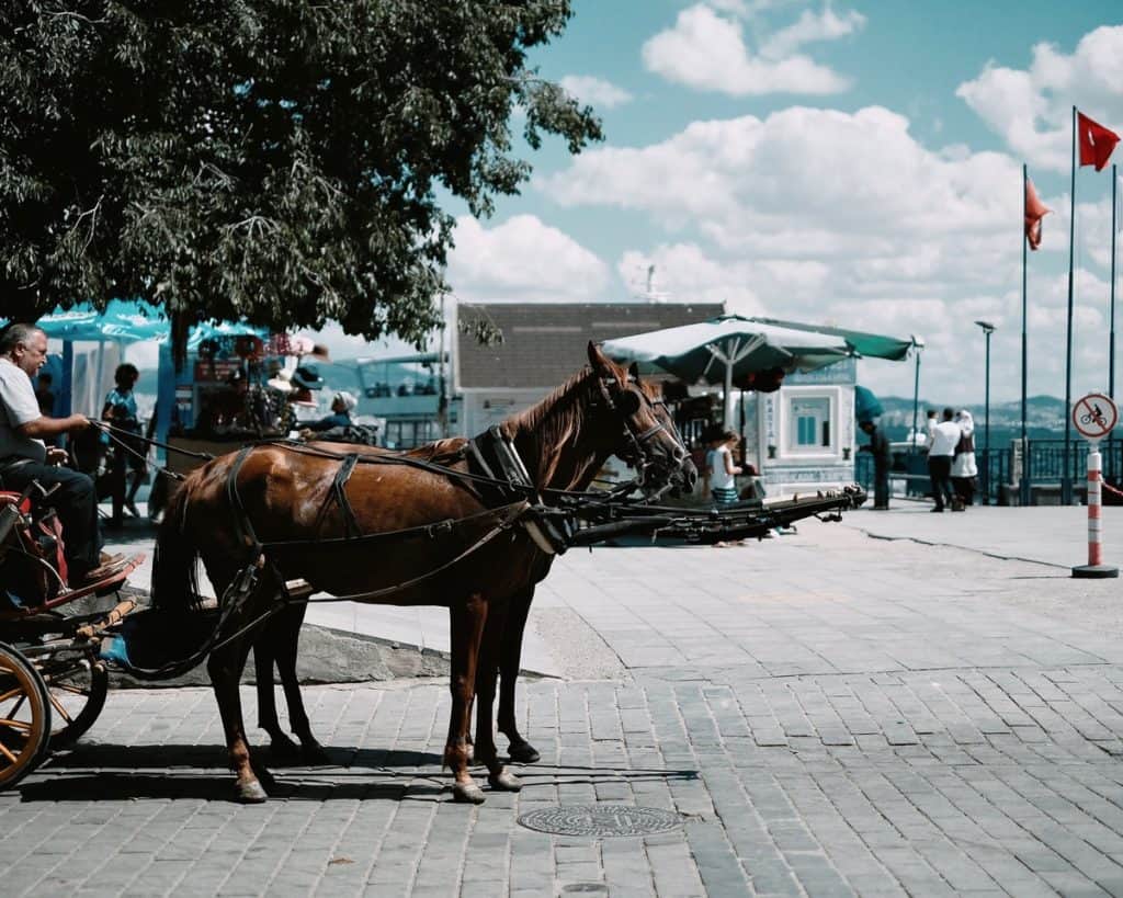 Travelling by Horse Carriage on Princess Island tour