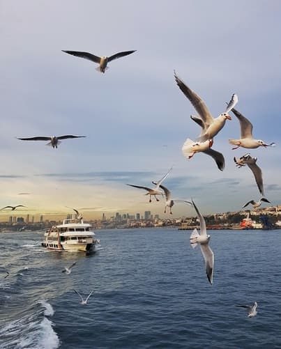 Kadikoy ferry Princess island cruise