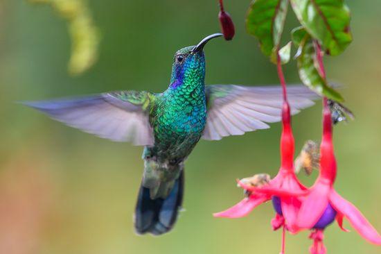 Green sunbird Birds of the midlands meander