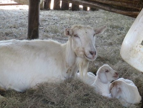 white Saanen motor and baby Goat at Midlands farm