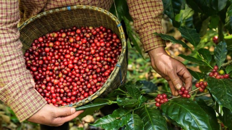 Kopi Luwak plantation #Best ground coffee beans