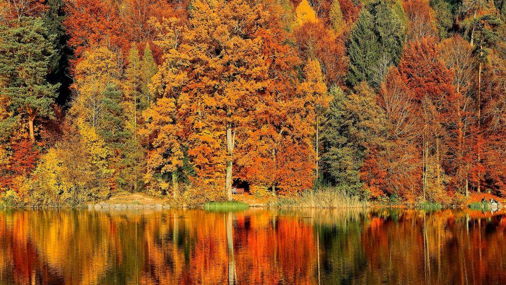 Picturesque scene of trees and bushes during Midlands meander Autumn season