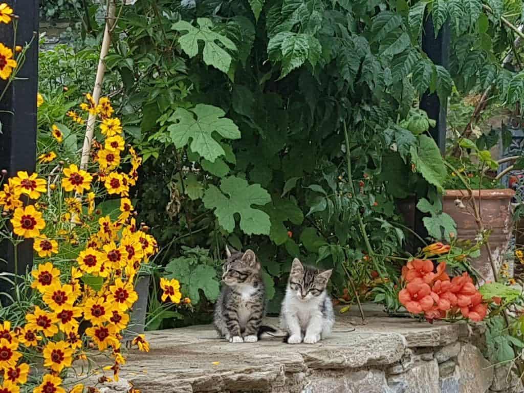 2 kittens on a wall in Sirinçe village şirince köyü