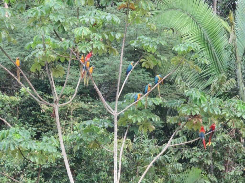Macaw Clay lick Tambopata National reserve