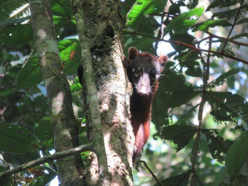 Peruvian monkey specie Tambopata National reserve