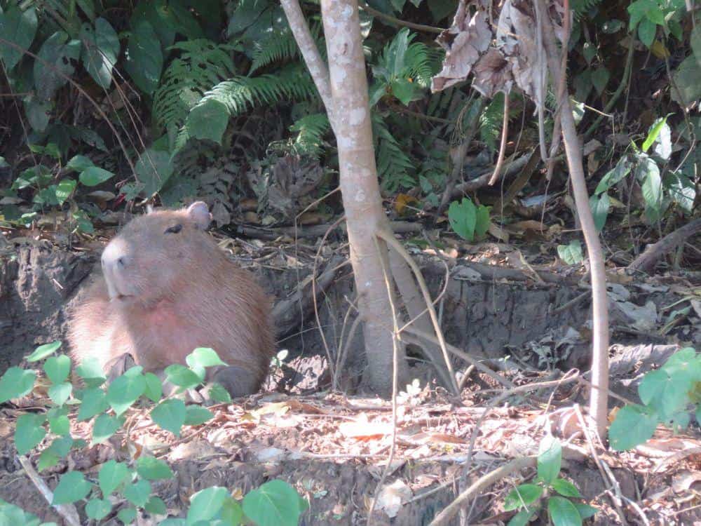 Capybara, the largest living rodent in the World