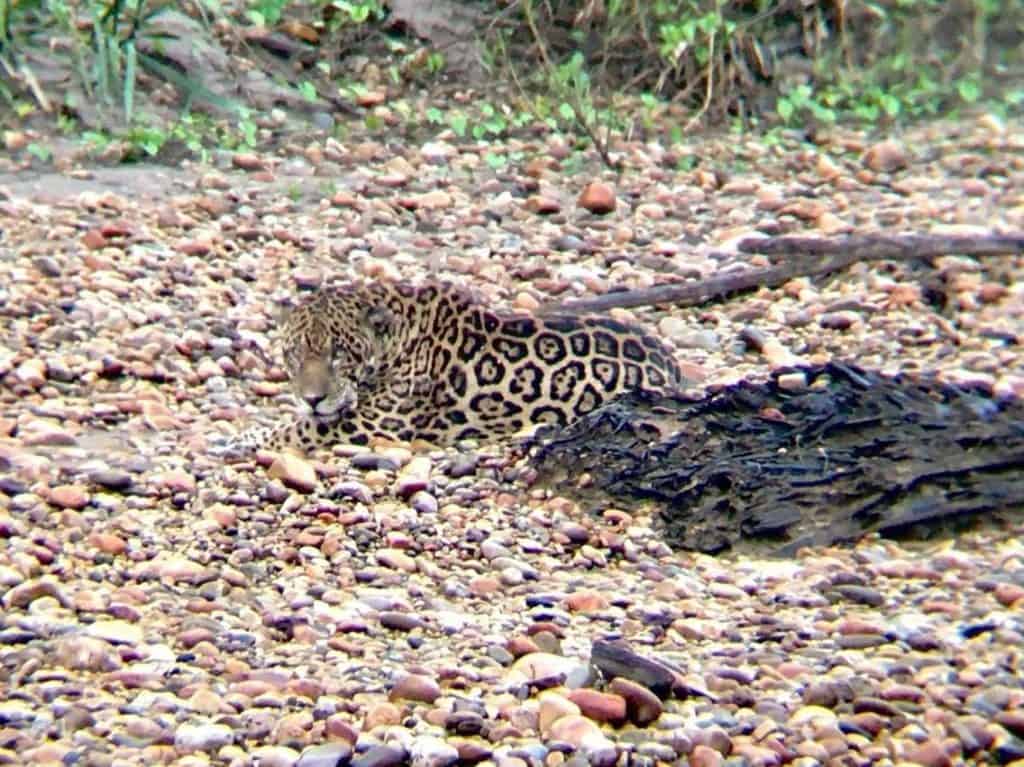 Otorongo, or Jaguar at Tambopata Peru on riverbank