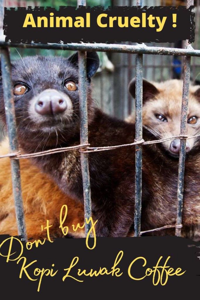 Wild cats in Kopi Luwak Plantation