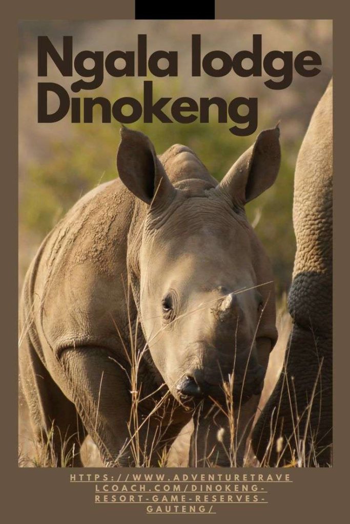 Dinokeng Rhinos #Rhino Ngala safari Lodge