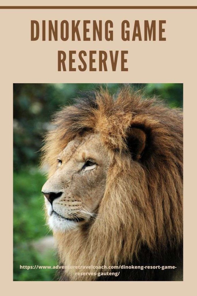 Lion Dinokeng resort and Game reserve Gauteng