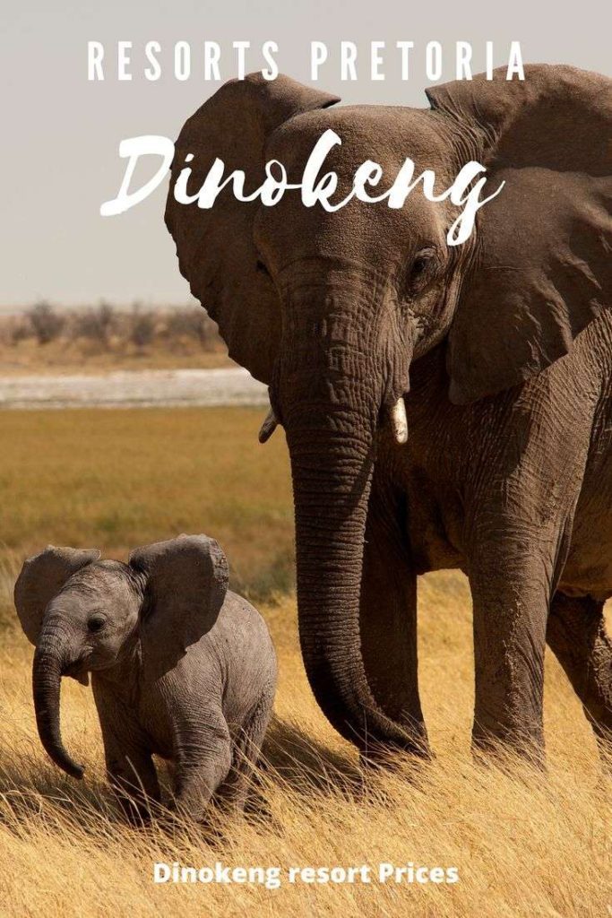 Elephant Mother and calf on Dinokeng game drives