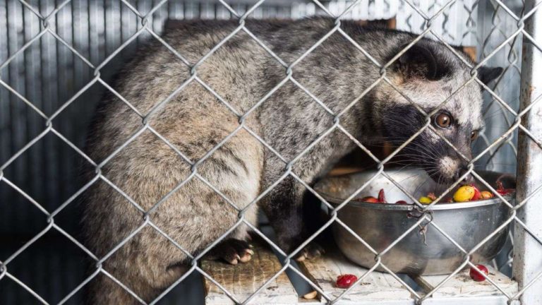 Caged Civet Cat eating coffee cherries