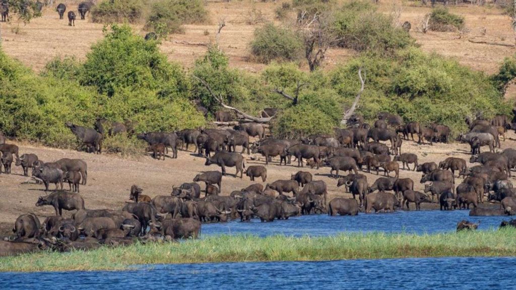 Wildebeest migration Kenya #masai mara migration Tanzania