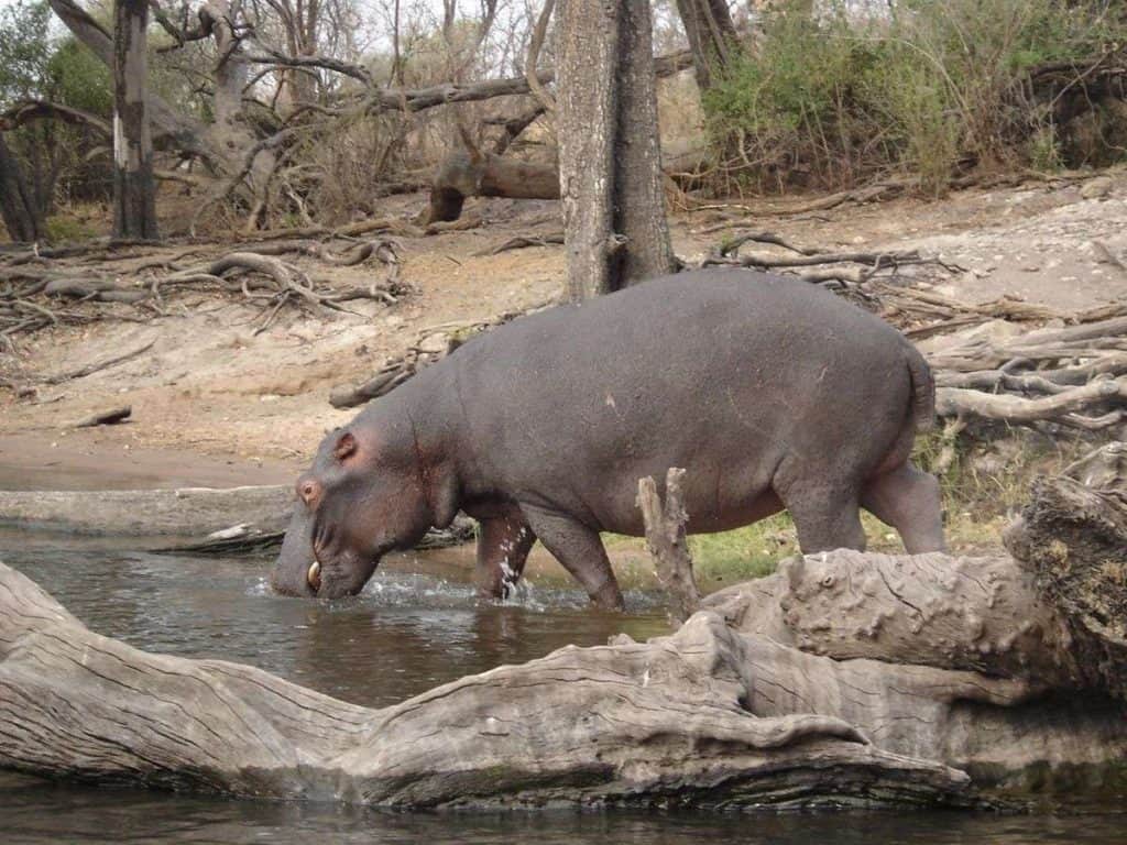 Safest African Country Botswana Hippopotamus animals at Chobe national Park