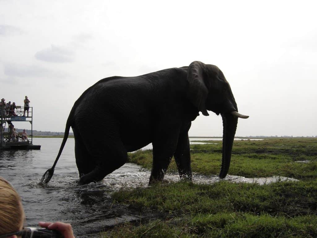 African Elephant at Chobe National Parks