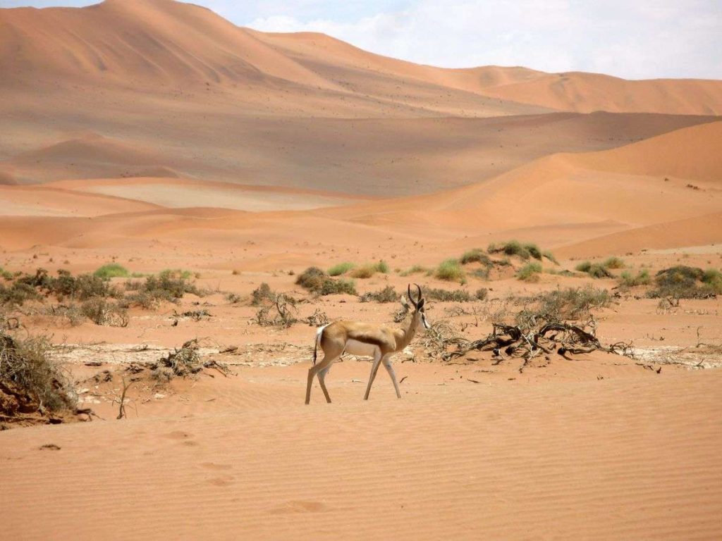 Safe desert Africa Country Sossusvlei Namibia