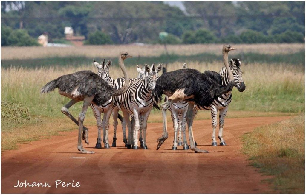 Zebras and Ostrich Rietvlei Nature reserves Pretoria