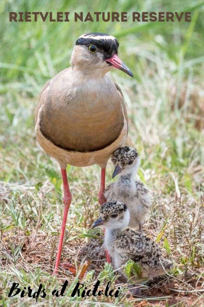 Crowned plover forsooth image taken by Alta Pretorius