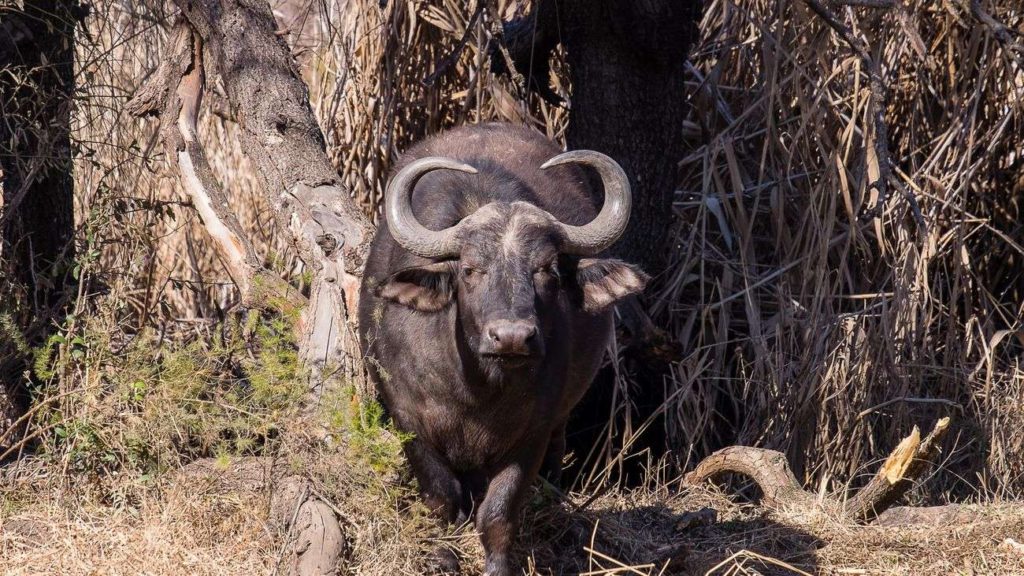 Buffalo Gauteng Game Reserves