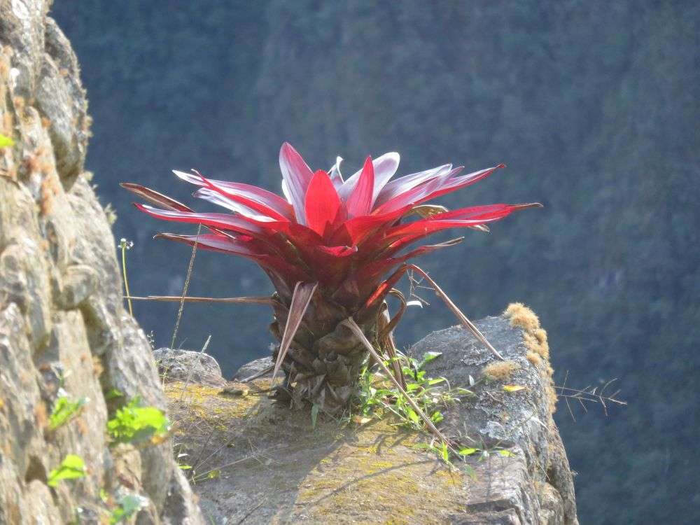 Red Peru flowers at Machu Picchu