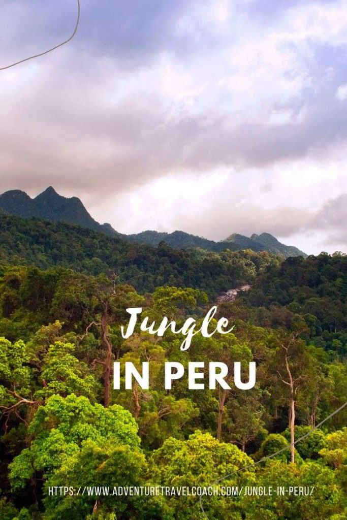 Jungle in Peru overlooking treetops