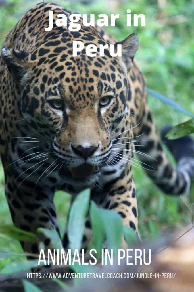 A Jaguar in Peru in Amazon Rainforest Peru