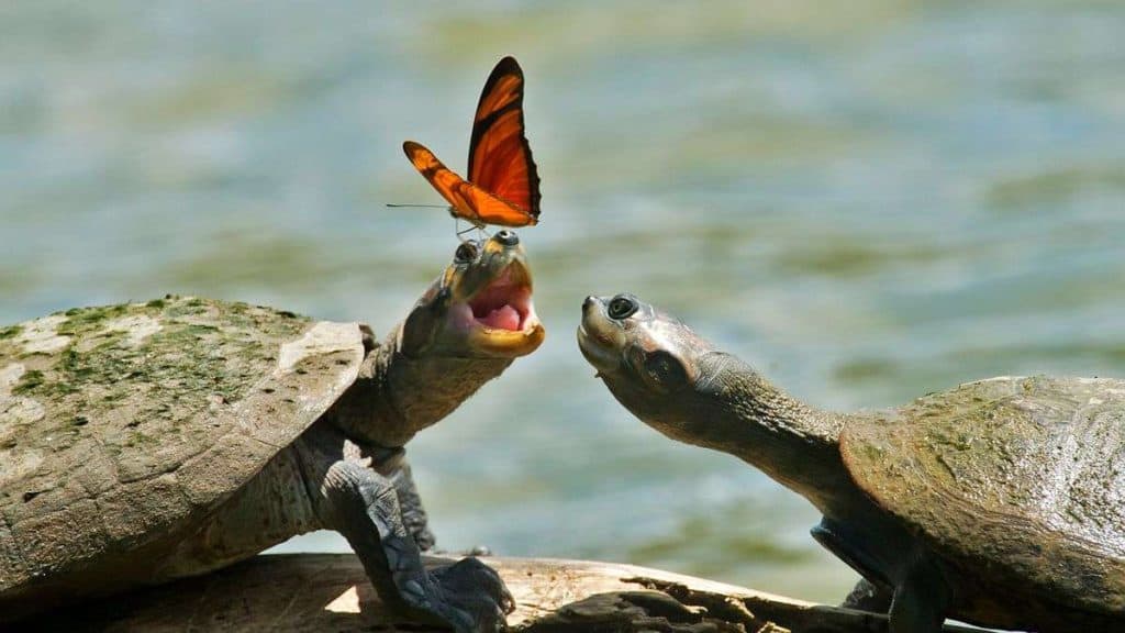 Orange Butterfly on a Turtles nose in the Sandoval Lake in Peru. Another turtle watching