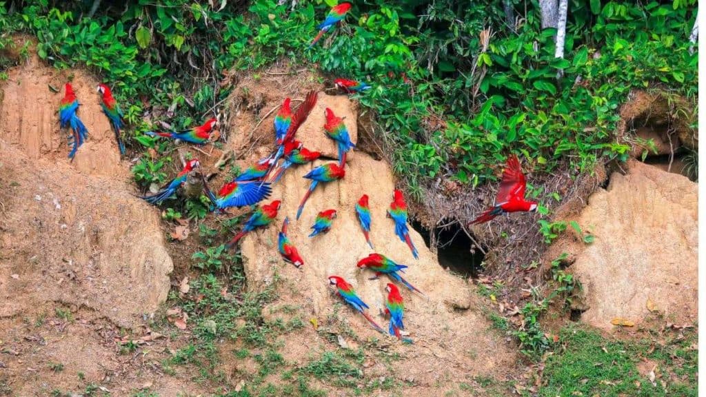 Rainforest Macaw Clay Lick Tambopata research centre