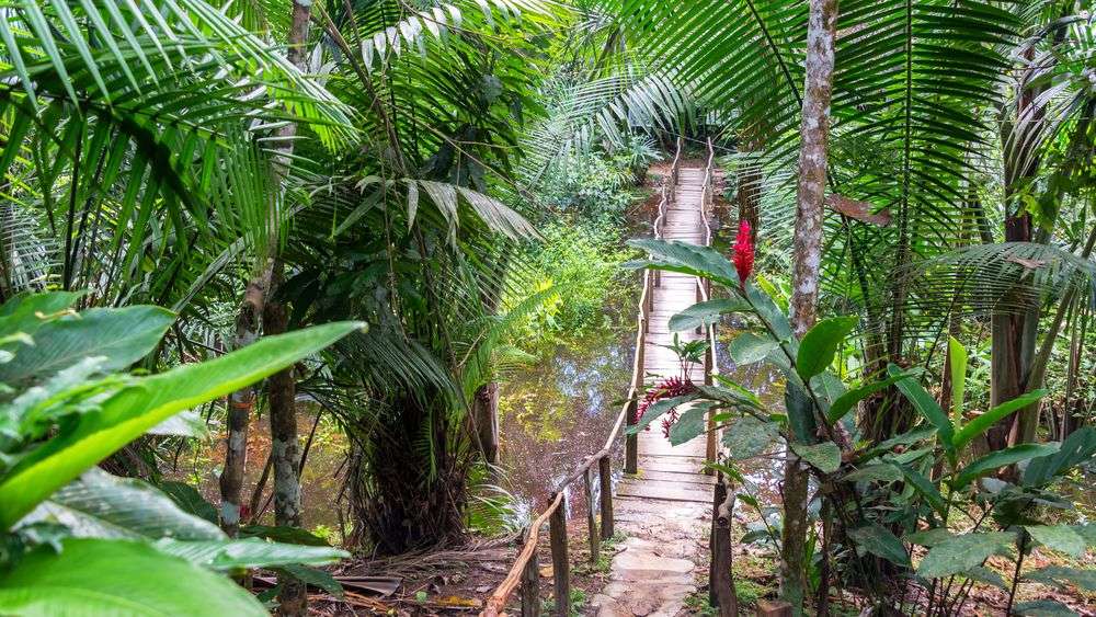 Peru Iquitos Jungle canopy walk Iquitos Lodge