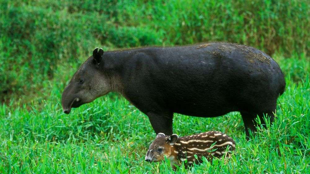 Tapir Mother and her striped Tapir calf in the Peruvian rainforest  American Tapir endangered species 