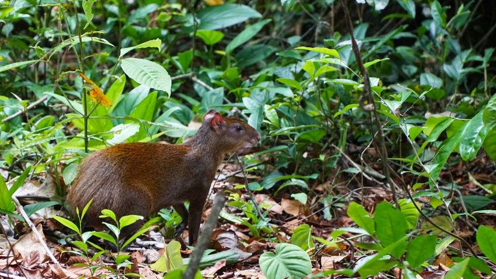 Peruvian Agouti Jungle animal