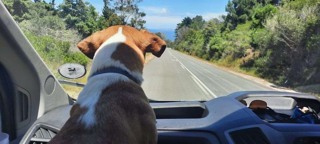 Dashuri looking on our road trip travelling the map of the Garden Route