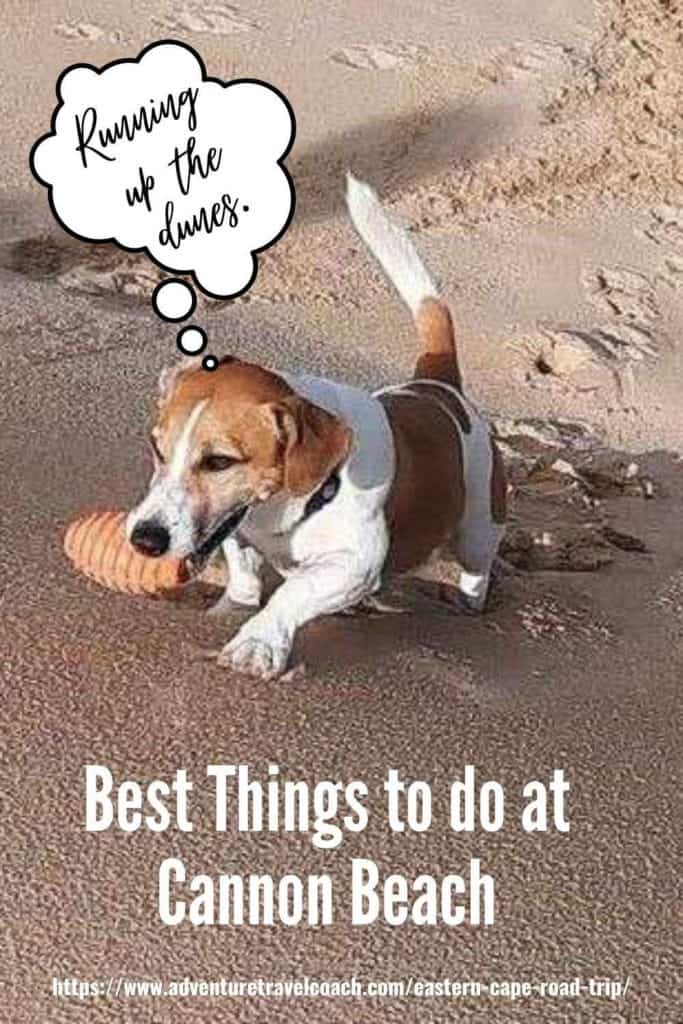 Jack Russel running sand dunes with a ball in his jaws