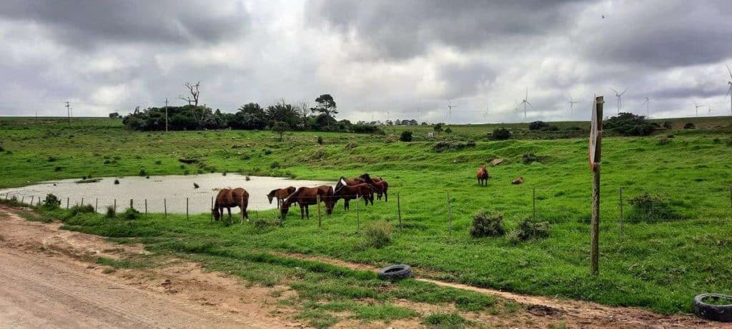 Horses on green farmland Eastern Cape road trip to Oyster Bay