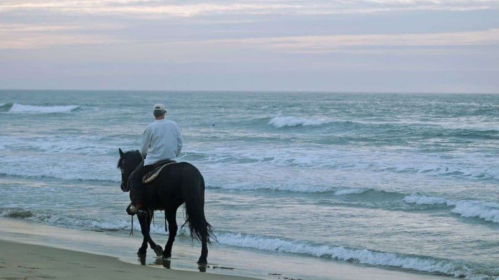 A rider on a horse riding on the beach