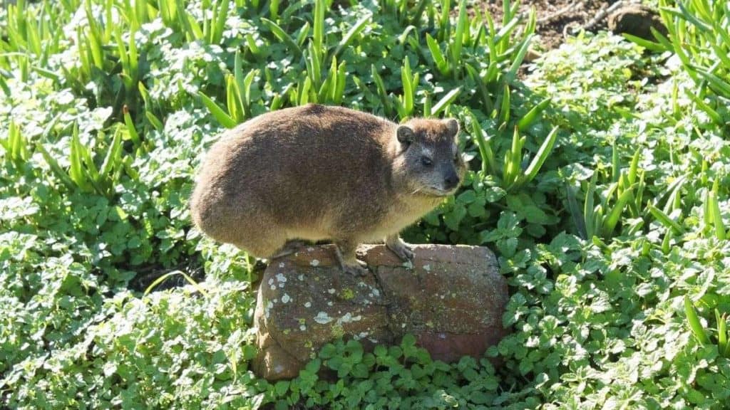 Rock Hyrax Cape St Francis Nature Reserve