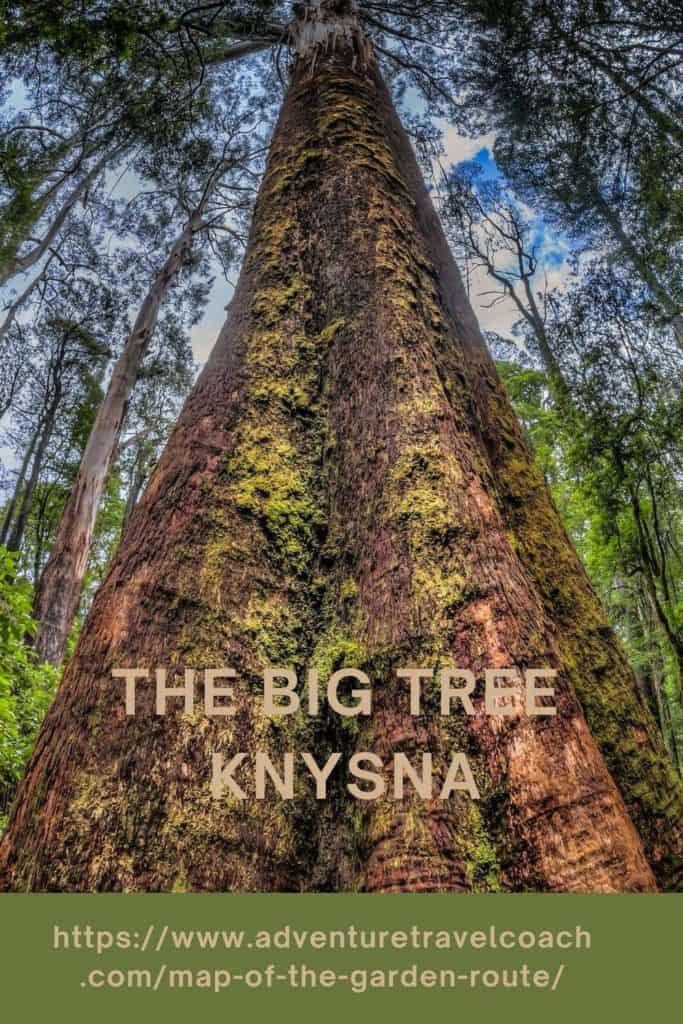 The Big tree in the Knysna Forest