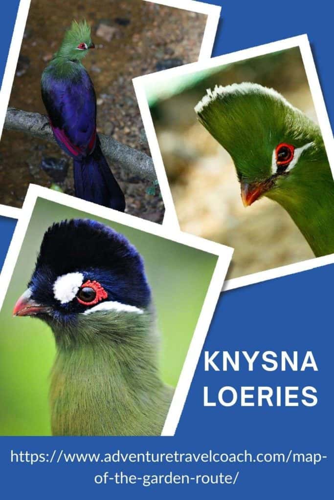 Knysna Forest Loerie Trail
