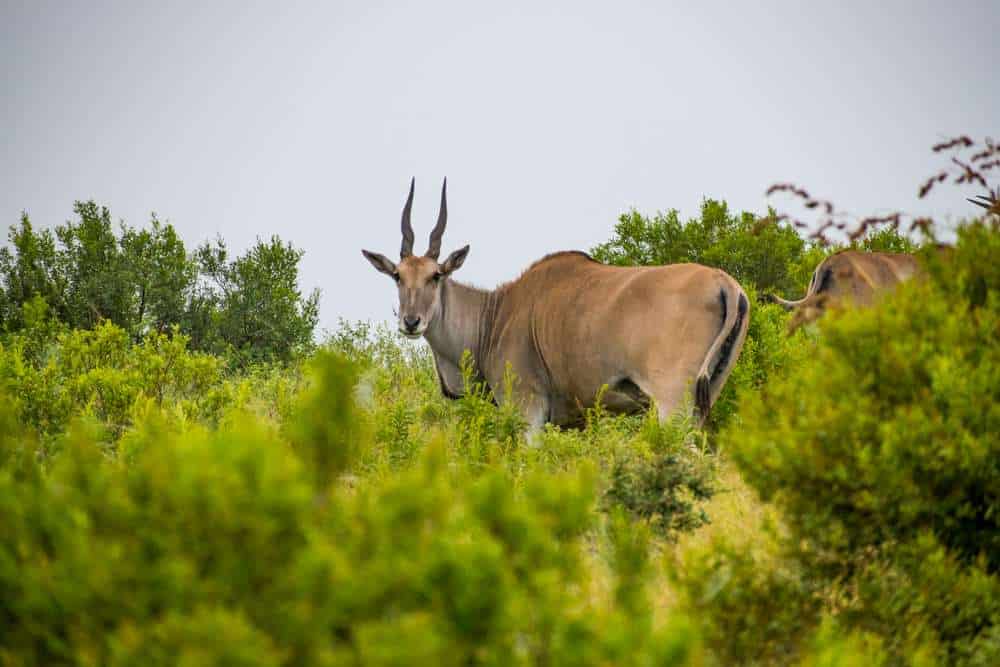 An Eland at Lake Eland Game Reserve at Resorts in KZN