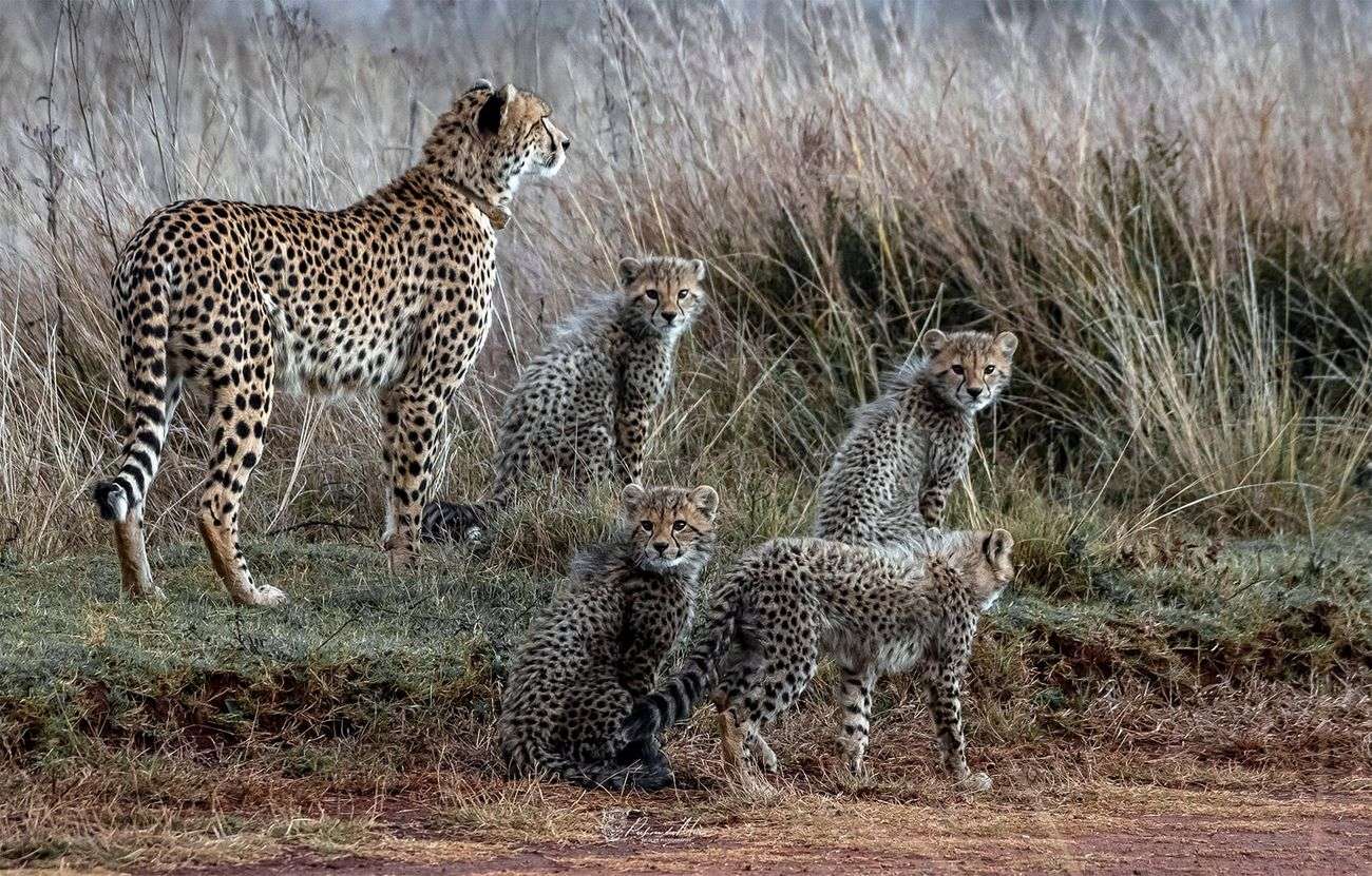 Cheetah Queen Njozi and her Siblings at Rietvlei Nature Reserve. Photo taken by Paul vd Merwe